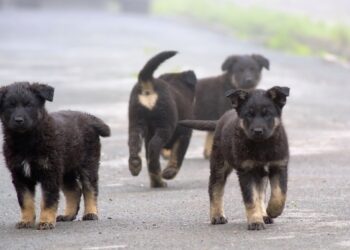 பெங்களூரு மாநகராட்சி (BBMP) முதல் முறையாக 5,000 தெரு நாய்களுக்கு அசைவ உணவு வழங்கும் திட்டம்!