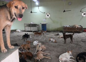 தெருநாய் பிரச்னையை வெளிநாடுகள் எப்படி சமாளித்தன?