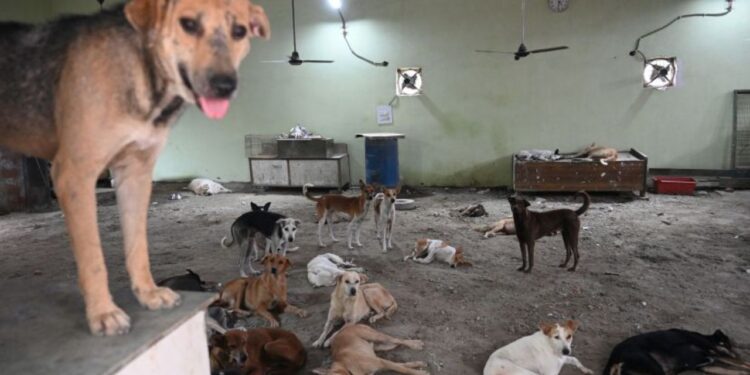 தெருநாய் பிரச்னையை வெளிநாடுகள் எப்படி சமாளித்தன?