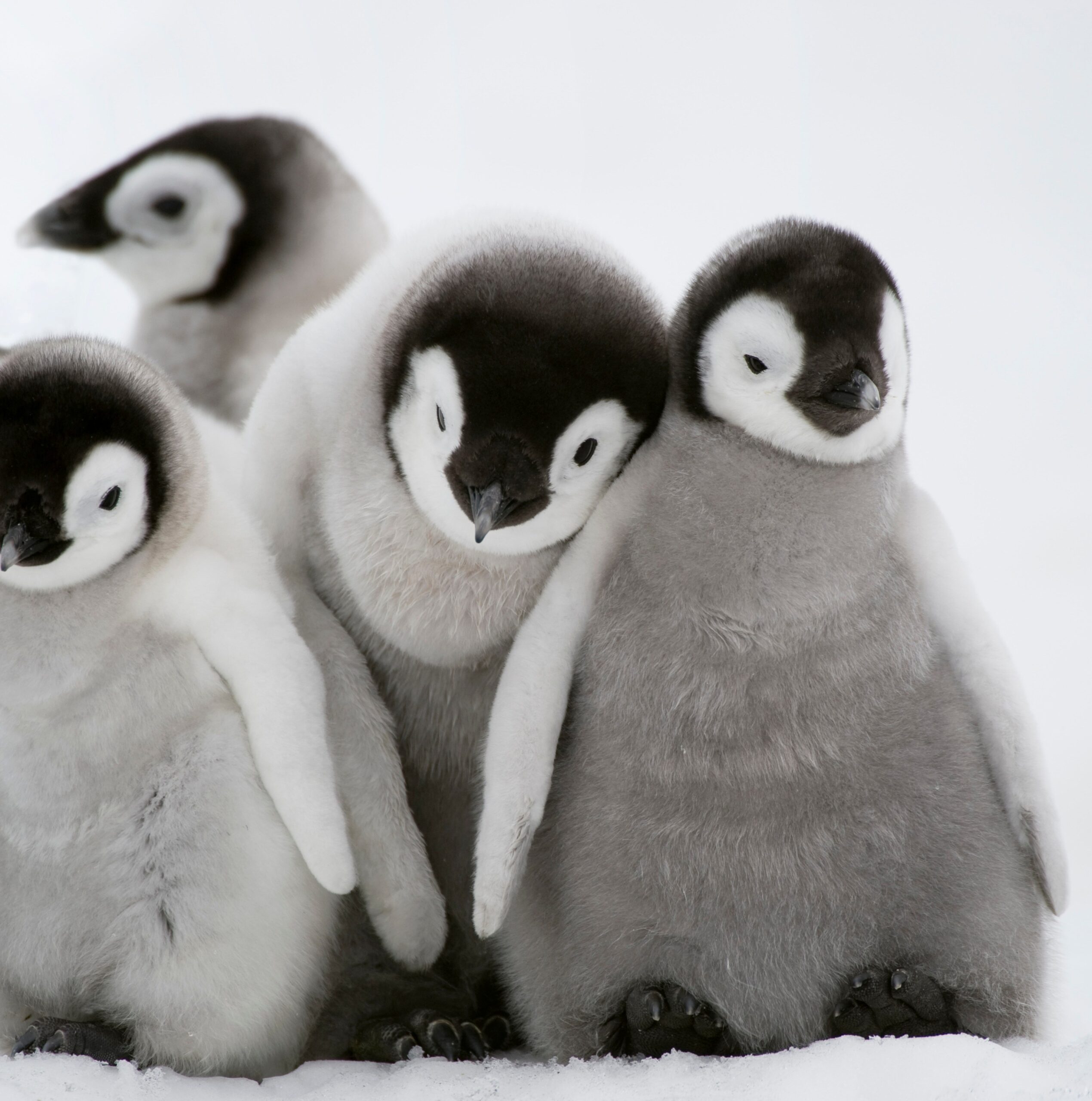 “Penguin வழி தனி வழி” – மனிதர்களைப் போல நட்பு, காதல், மனஅழுத்தம் அனுபவிக்கும் பென்குயின்கள்: ஆச்சரியம் தரும் ஆய்வு