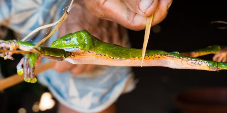 தவளை விஷம் – வேட்டைக்காரர்களுக்கு “அதிமனித சக்தி” தருமா?